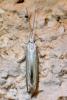 Coleophora sp.